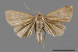 ǦW:Noctuidae sp.