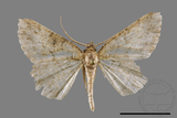 ǦW:Psilalcis pulveraria