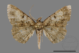 ǦW:Psilalcis pulveraria