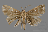 ǦW:Adrapsa simplex