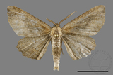 ǦW:Menophra anaplagiata