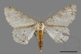 ǦW:Cusiala boarmioides