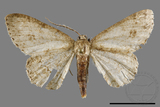 ǦW:Ectropis excellens