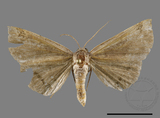 ǦW:Mecodina subcostalis