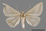 ǦW:Blasticorhinus bifasciata