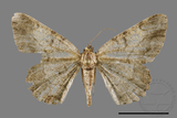 ǦW:Psilalcis pulveraria