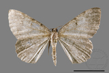 ǦW:Ennominae sp.