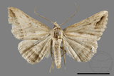 ǦW:Blasticorhinus bifasciata