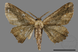 ǦW:Menophra anaplagiata