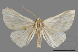 ǦW:Blasticorhinus bifasciata