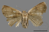 ǦW:Scedopla umbrosa