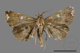 ǦW:Adrapsa simplex