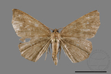 ǦW:Ennominae sp.