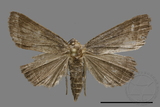 ǦW:Simplicia sp.