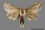 ǦW:Sesamia sp.