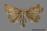 ǦW:Simplicia sp.