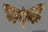 ǦW:Adrapsa simplex