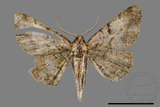 ǦW:Psilalcis pulveraria