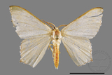 ǦW:Hemistola simplex