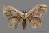 ǦW:Lipomelia subusta