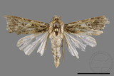 ǦW:Spodoptera litura