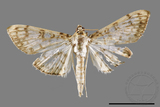 ǦW:Crambidae sp.