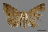 ǦW:Ericeia sp.