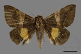 ǦW:Bastilla fulvotaenia