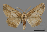 ǦW:Menophra anaplagiata