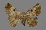 ǦW:Psilalcis pulveraria