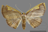 ǦW:Nothomiza flavicosta