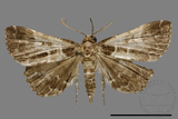 ǦW:Bertula centralis