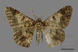 ǦW:Racotis boarmiaria