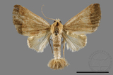 ǦW:Borsippa sp.