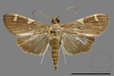 ǦW:Crambidae sp.