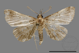 ǦW:Bertula abjudicalis