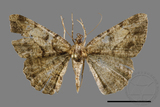 ǦW:Psilalcis pulveraria