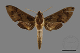 ǦW:Rhagastis binoculata