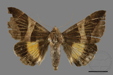 ǦW:Bastilla fulvotaenia