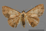 ǦW:Noctuidae sp.