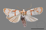 ǦW:Cyana hamata