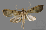 ǦW:Ceratarcha umbrosa