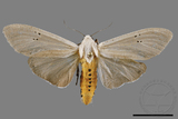 ǦW:Creatonotos transiens vacillans