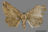 ǦW:Menophra anaplagiata