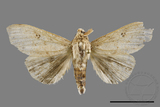 ǦW:Calliteara angulata