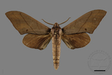 ǦW:Marumba cristata bukaiana