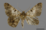 ǦW:Racotis boarmiaria