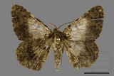 ǦW:Racotis boarmiaria