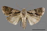 ǦW:Craniophora fasciata