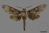 ǦW:Dolbina inexacta